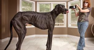 Cachorro maior do mundo