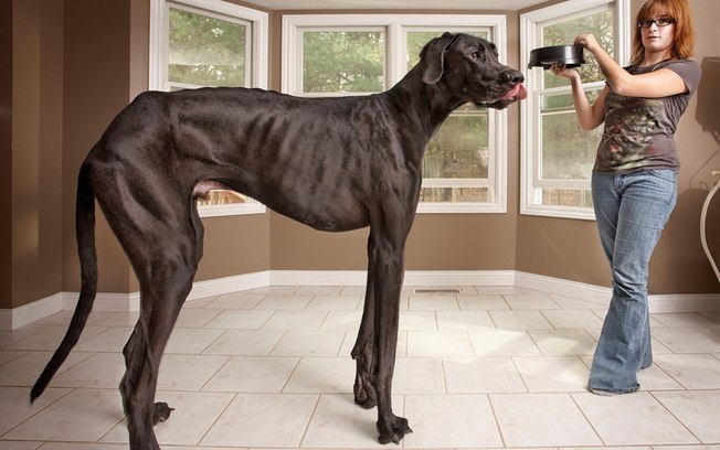 Zeus, o maior cachorro do mundo com sua dona