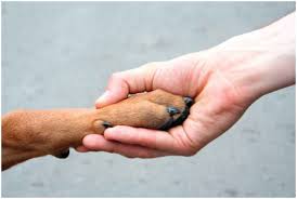 Mão de humano e pata de cachorro