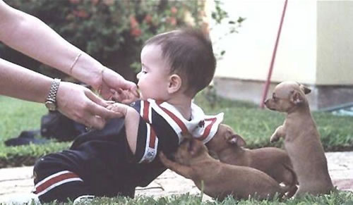 Cachorrinhos ajudando bebe a levantar