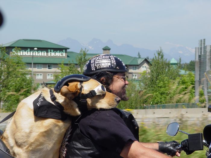 Cachorro na moto com seu dono