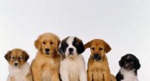 Nomes mais populares para cachorros