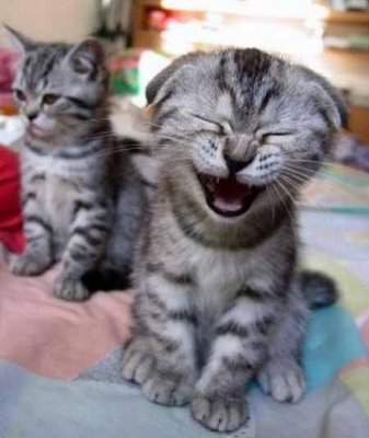 Gato com um sorriso