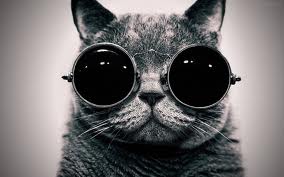 Gato de oculos 