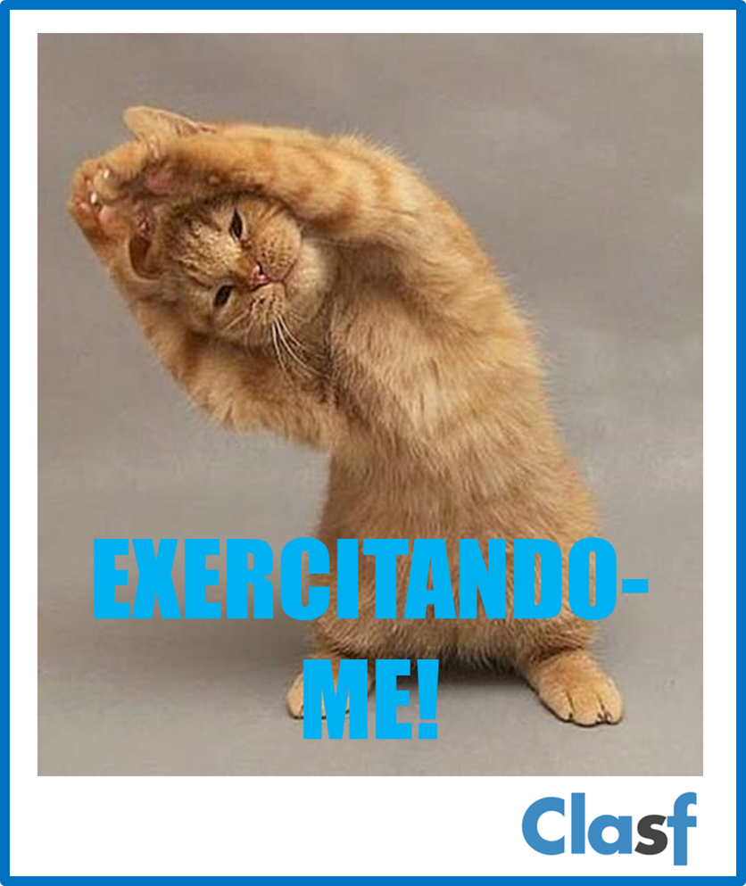 Gato fazendo exercicio