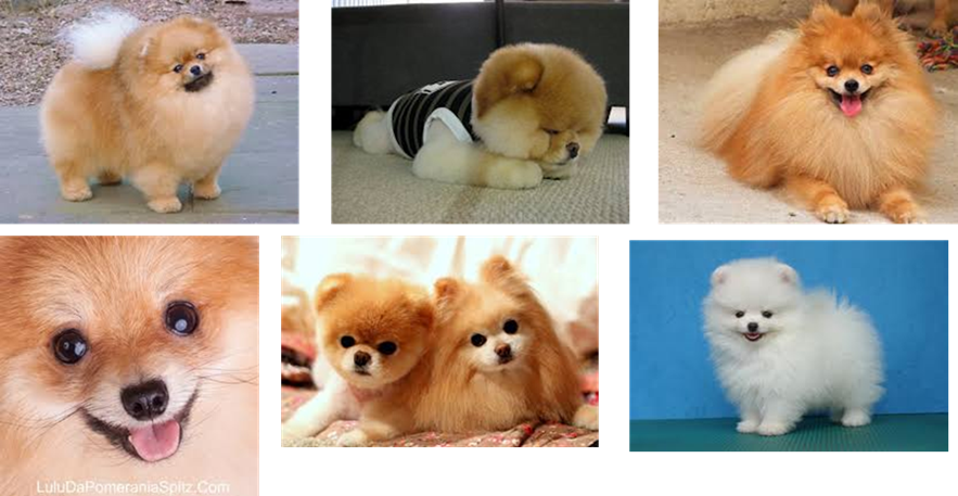 imagens de lulu da pomerania