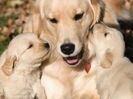 3 cacchorros Gonden Retriever